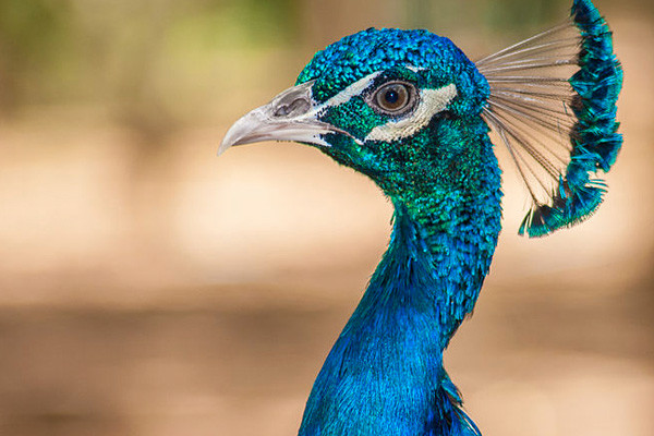 India Peacock